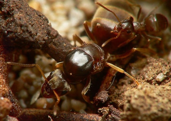 Фото:&nbsp;antclub.org