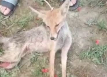 Кадр из видео