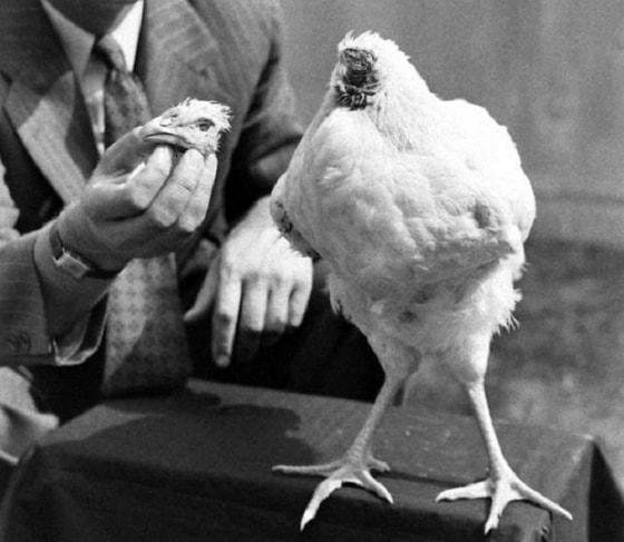 Boshsiz xo'roz. Buning laqabi Mayk bo'lib, u boshini butunlay kesib tashlanganidan keyin deyarli 18 oy yashagan. 1945-yil