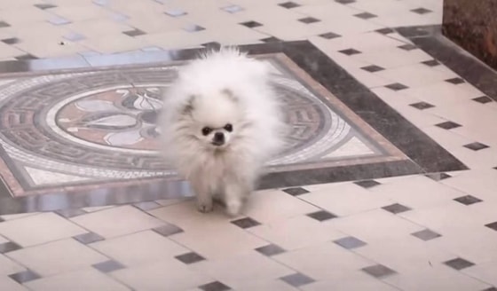 Фото: Nishonda/питомец артиста&nbsp;