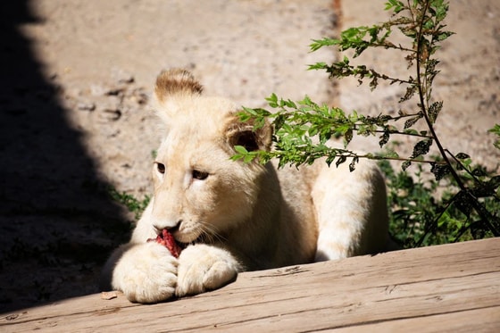 Фото: Пресс-служба зоопарка Ташкента