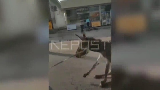 Фото: Кадр из видео