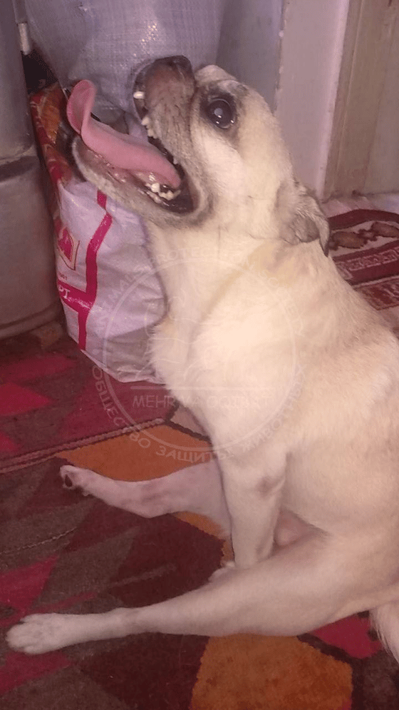 Фото: Mehr va Oqibat