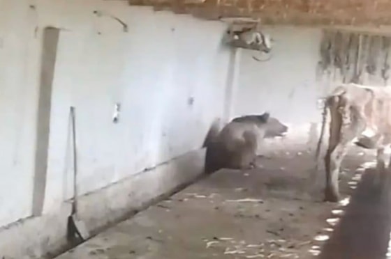 Кадр из видео