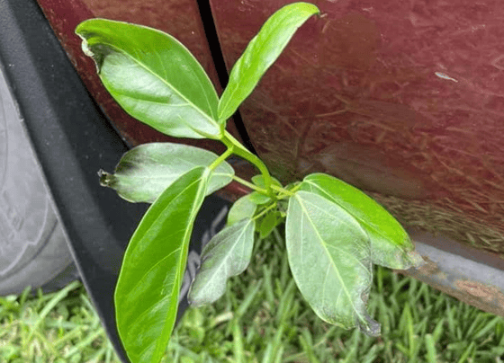 Фото: thedrive.com