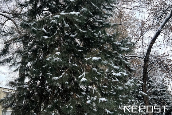Фото: Repost.uz