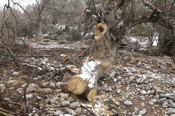 Фото: t.me/surxoneko