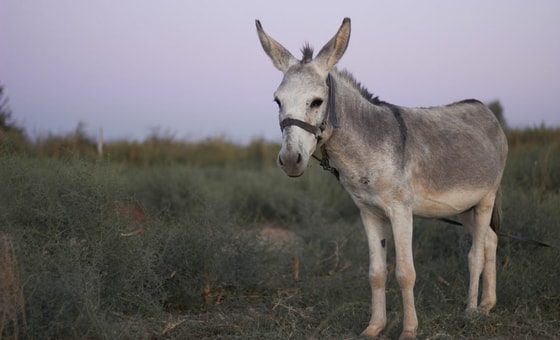 Ситуативное&nbsp;фото / TS Sergey