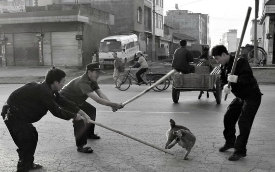 Xitoyning Shensi provinsiyasida itlarga nisbatan uyushtirilgan ommaviy qirg'in jarayonlari. Mazkur qirg'inda hukumat qarori bilan 20 mingdan ortiq it o'ldirilgan. 2009-yil