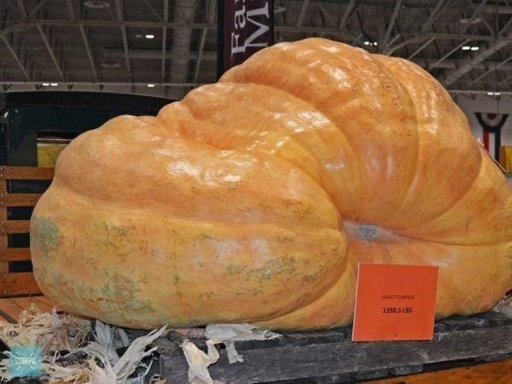 Tarixdagi eng katta qovoq, uning og'irligi 741 kgni tashkil qiladi. AQSh, 1998-yil