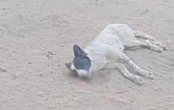 Кадр из видео