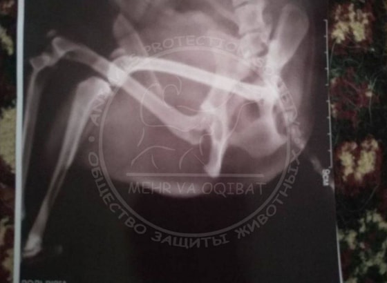 Фото: Mehr va Oqibat