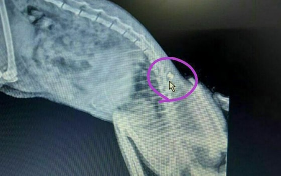 Фото: ОЗЖ Mehr va Oqibat