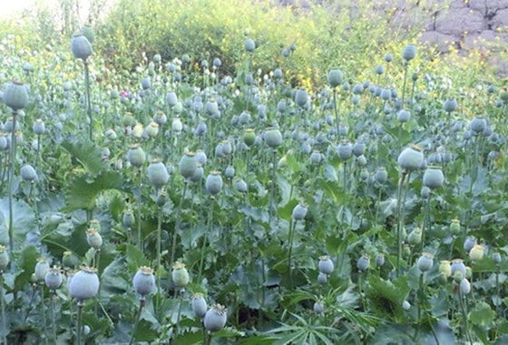 Фото: Пресс-служба УВД Ферганской области