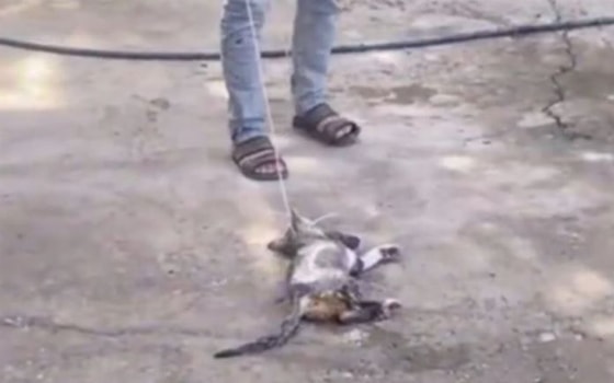 Кадр из видео