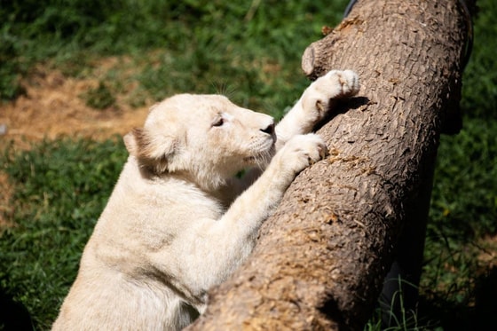 Фото: Пресс-служба зоопарка Ташкента