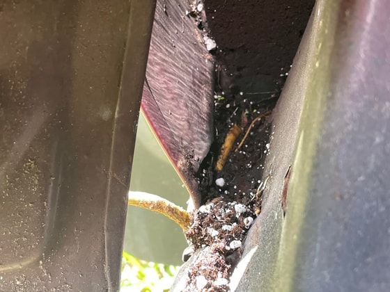 Фото: thedrive.com