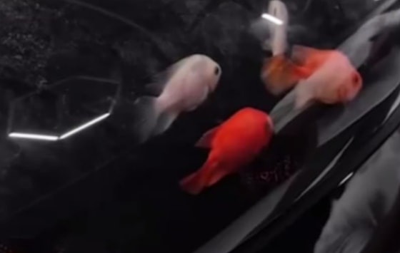 Кадр из видео