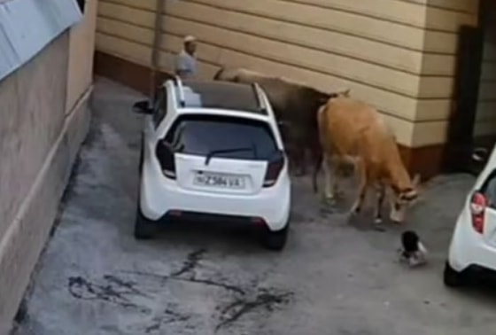 Кадр из видео