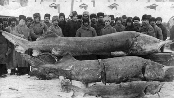 1924-yilda Silent Pine daryosidan tutilgan beluga balig'i. Uning og'irligi 1227 kilogrammni tashkil qilib, mazkur ov Ginnes rekordlar kitobiga kiritilgan