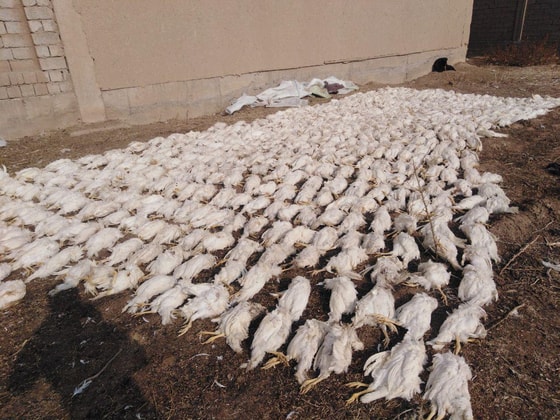 Фото:&nbsp;Telegram