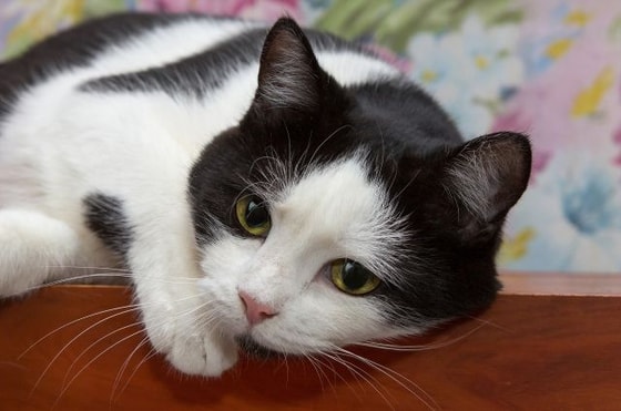 Фото: spb.aif.ru