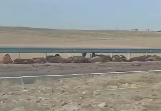 Кадр из видео