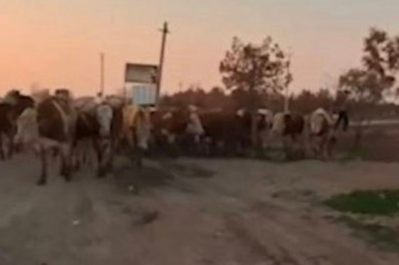 Кадр из видео