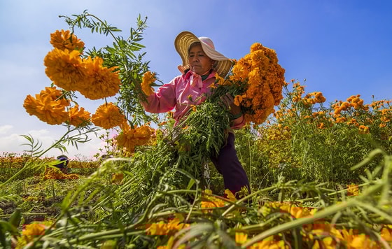 Meksikada gulijavharlarni yig'ib olayotgan ayolFoto: TASS