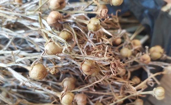 Фото:&nbsp;turkmenportal.com