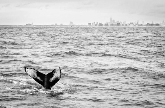 Фото: Мохаммад Мурад