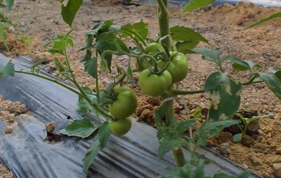 Фото: Пресс-служба Минсельхоза