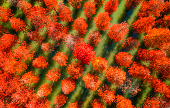 Xitoyning Jiangsu provintsiyasidagi Xunzexu ko'li okrugidagi Metasequoias FOTO/Future Publishing via Getty Images