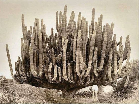 Kaliforniyadagi ulkan kaktus. Bu o'simlik fil kaktusi nomi bilan ham tanilgan bo'lib, uning o'rtachasining balandligi 10 metr, vazni esa 25 tonnagacha bo'lishi mumkin. Ushbu o'simliklar yuzlab yillar yashashi mumkin