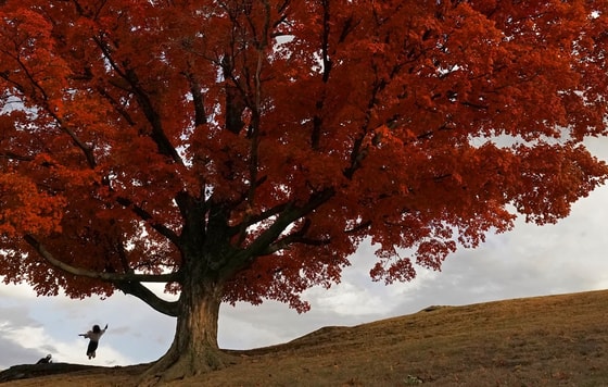 AQSHning Kanzas-Siti shahrida kuzFoto: AP