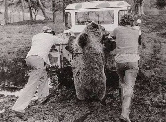 Loyga botib qolib harakatlanolmay qolgan mashinani loydan chiqishiga yordam berayotgan "aqlli" ayiq. 1987-yil