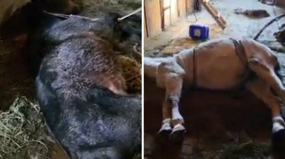 Foto: t.me/veterinars_uzbekistan