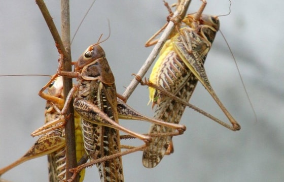 Фото:&nbsp;kartinkinaden.ru