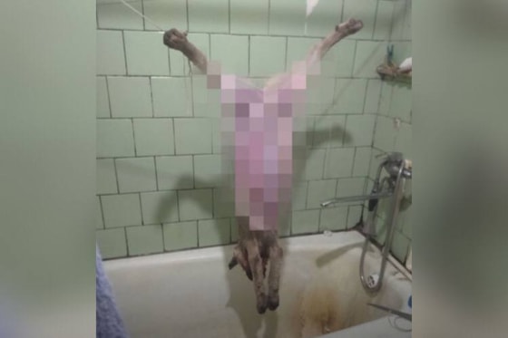 Фото: приют «Хаёт»