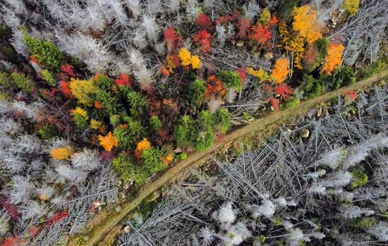Sharqiy Germaniyada joylashgan Saksoniya-Anhalt yerlarida kuzFoto: TASS