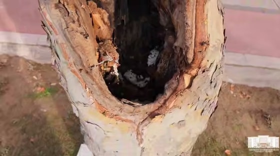 Кадр из видео