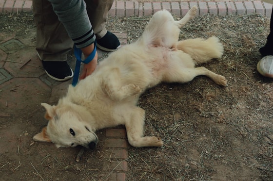 Фото: Авакян Маргарита / Repost.uz