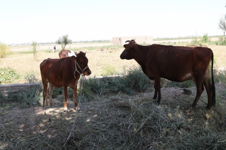 В Узбекистане объявили месяц санитарии и гигиены в животноводстве из-за угрозы распространения ящура