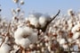 Хлопок - последние новости от команды Repost.uz