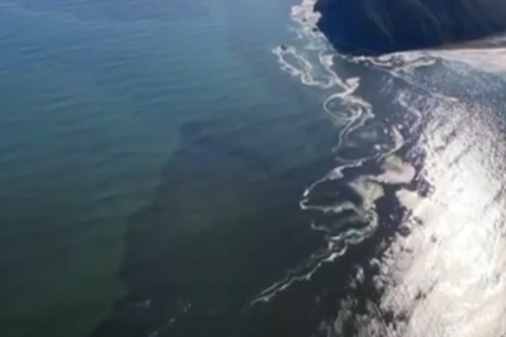 На Камчатке зафиксировали гигантское нефтяное пятно в океане, из-за которого погибают тысячи морских животных 