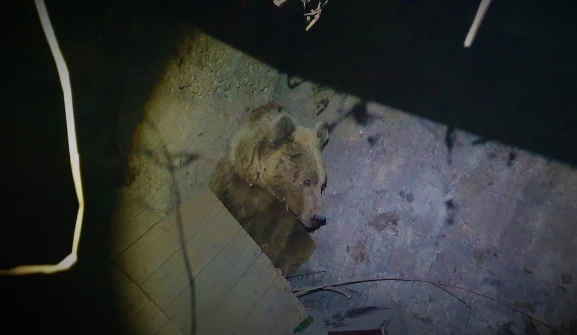 УВД Ташобласти прокомментировало слухи об убийстве, гуляющего в Ангрене медведя 