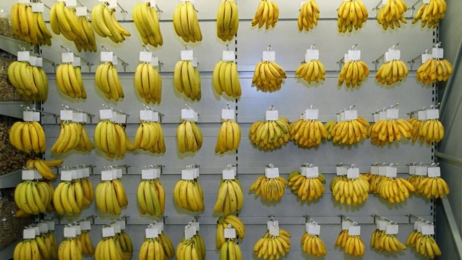 Узбекистанцы за текущий год съели десятки тысяч тонн бананов 