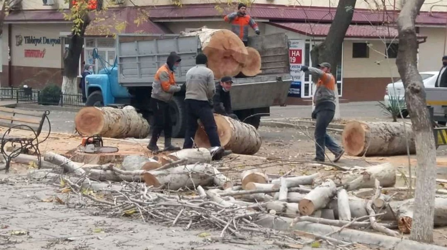 В Ташкенте срубили многолетнюю чинару, несмотря на мораторий
