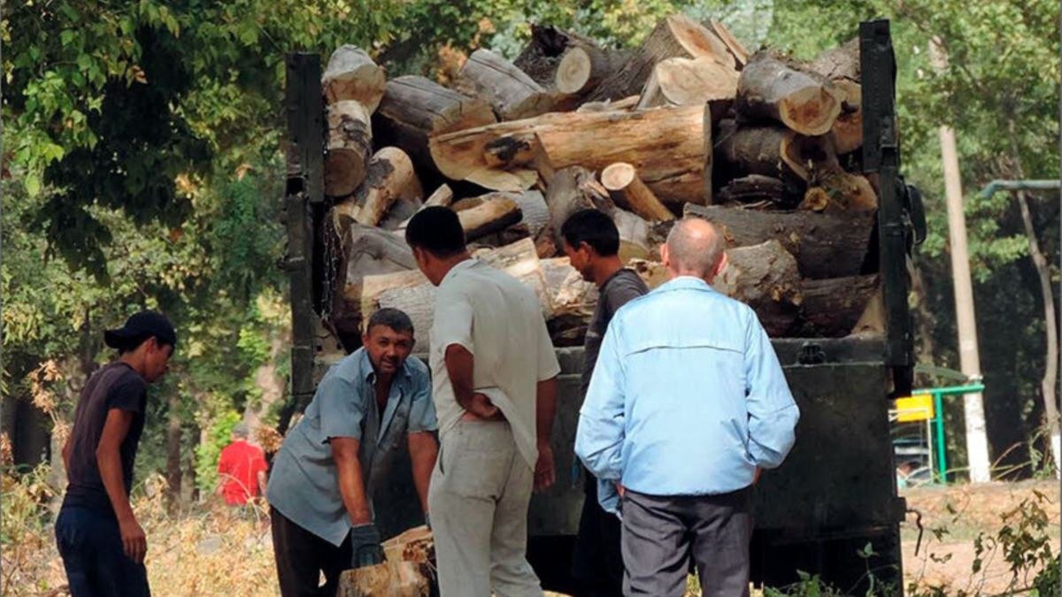 В Яккасарайском районе строительная компания вырубила деревья, нанеся ущерб в сотни миллионов сумов 