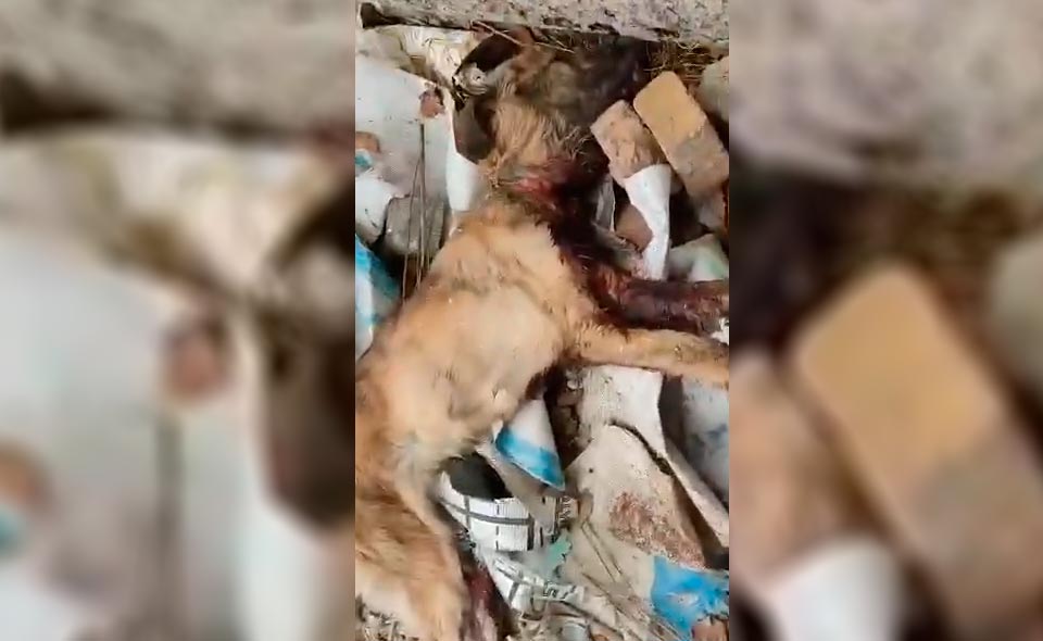 В Фергане сотрудники отлова животных пытались задушить собаку удавкой и проткнули ей шею